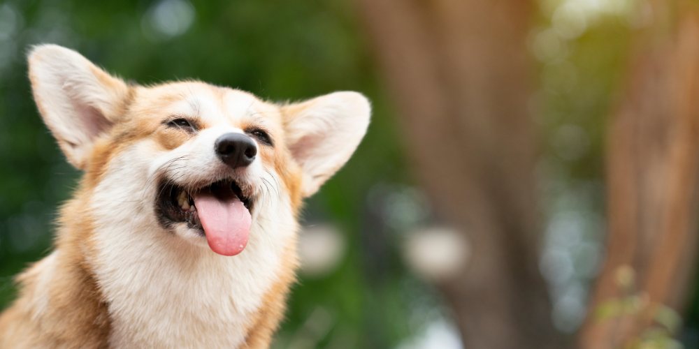 🧊 Cool durch den Sommer: So bleibt dein Hund bei Hitze entspannt & gesund