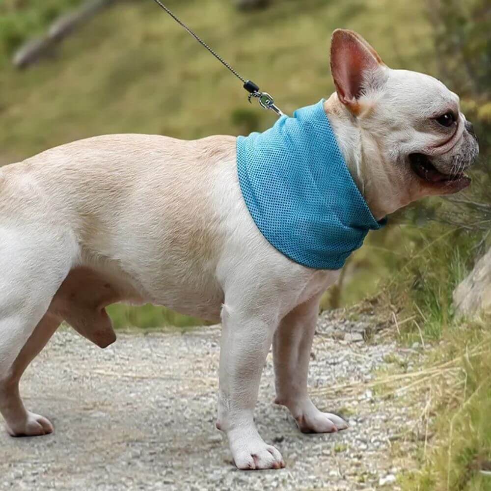 *NEW* Emmalove - AntiSplash dog bowl 