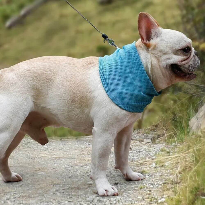 *NEW* Emmalove - AntiSplash dog bowl 