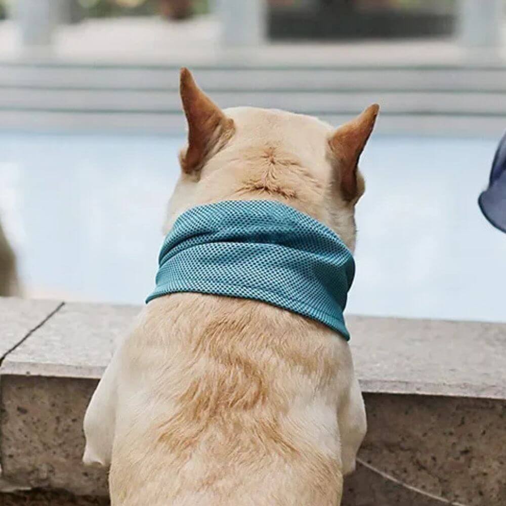 *NEW* Emmalove - AntiSplash dog bowl 