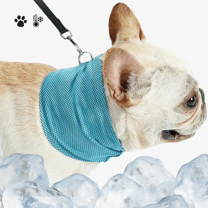 *NEW* Emmalove - AntiSplash dog bowl 